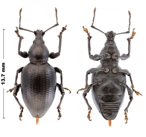 Réf. 305 669 : Otiorhynchus morio morio